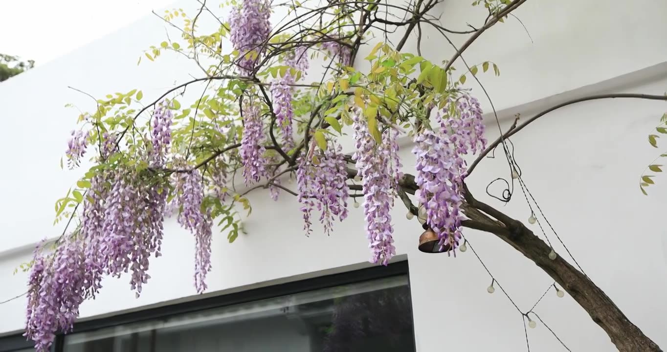 春天院子窗前典雅紫藤盛开视频下载