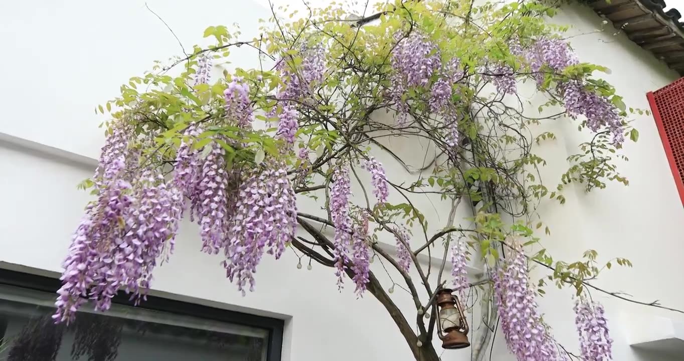 春天院子窗前典雅紫藤盛开视频下载