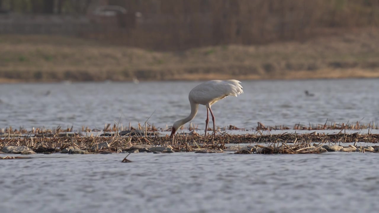 沙河水库觅食的白鹤视频下载