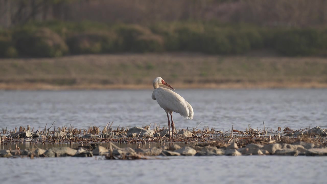 沙河水库觅食的白鹤视频下载