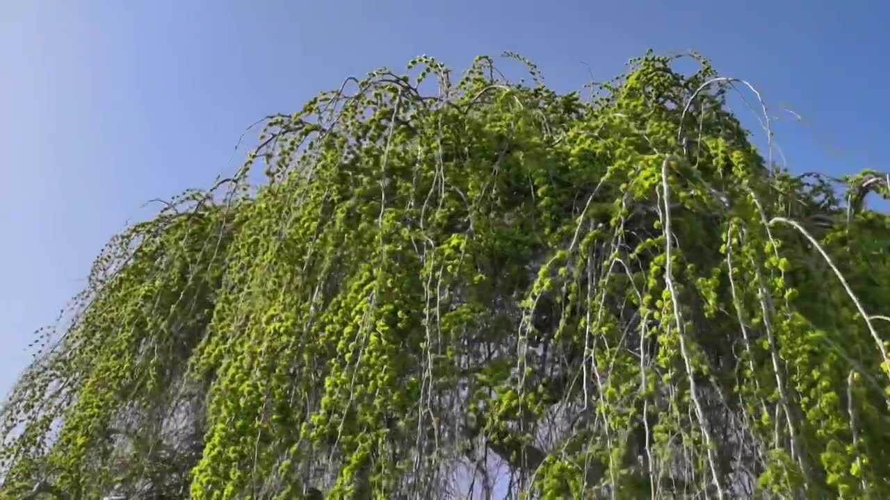 春天刚发芽的榆树视频下载