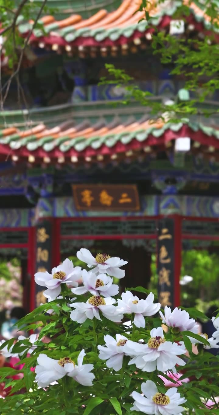 河南省洛阳市隋唐植物园春天牡丹花盛开视频下载