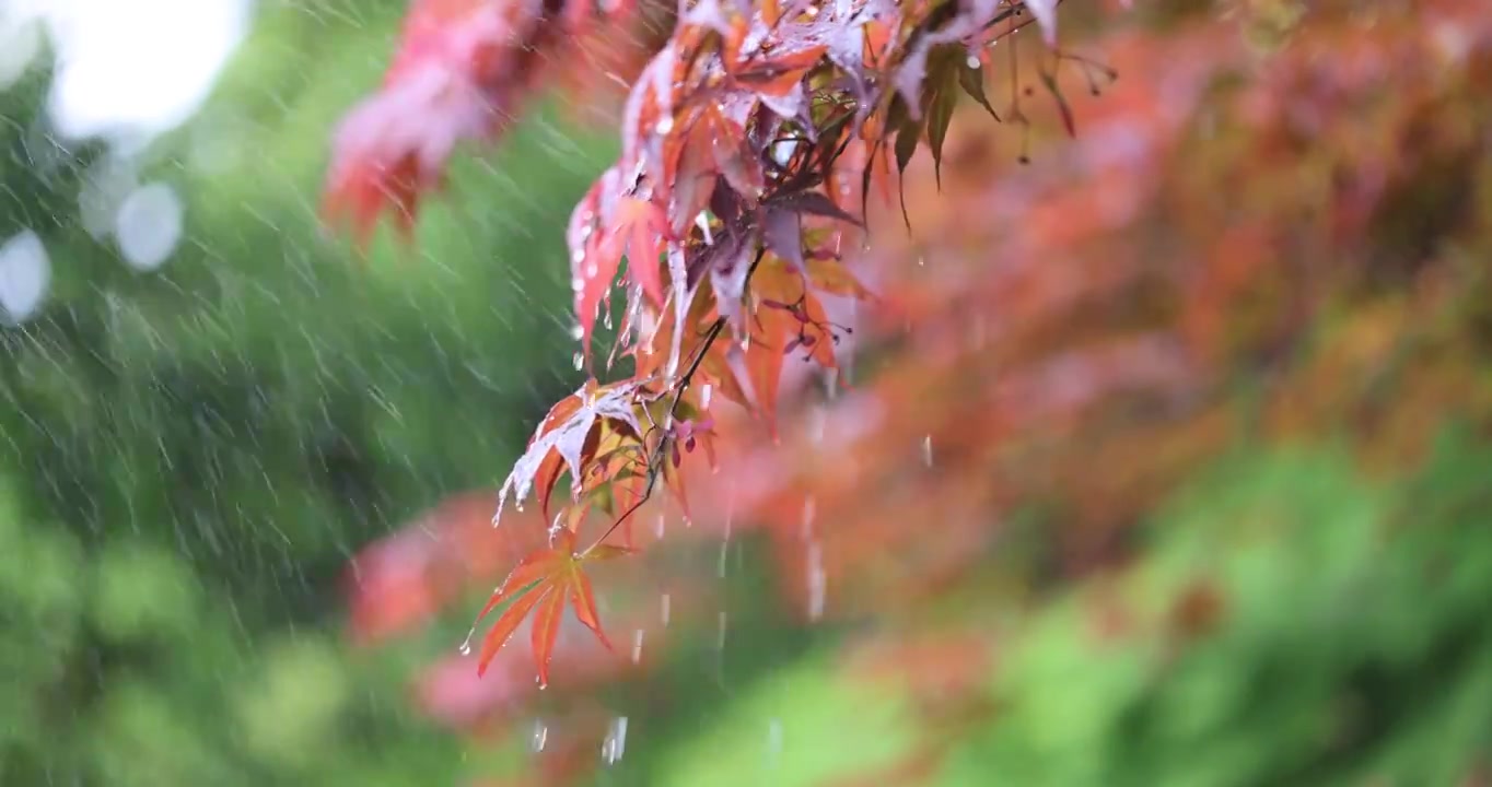 下雨天挂着雨滴随风摇曳的红枫特写视频素材