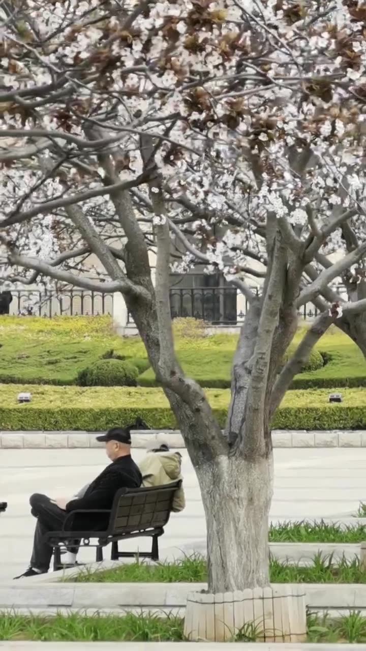 公园广场春天樱花下休息的老人视频下载