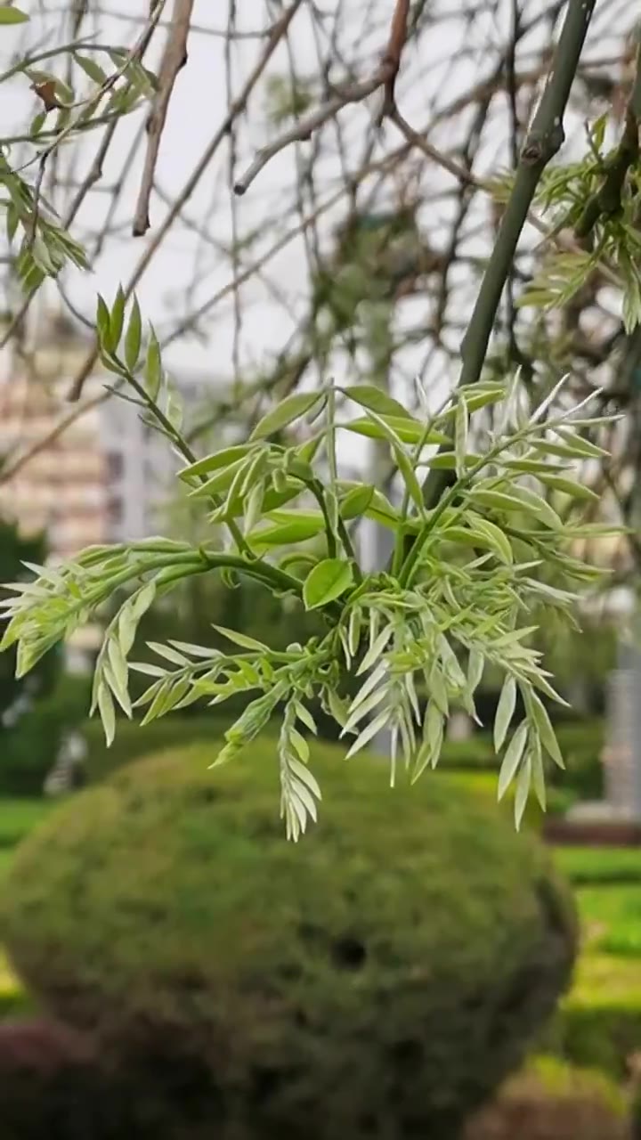 春天刚发芽的槐树视频下载