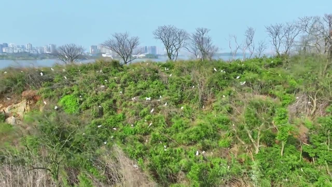 白鹭栖息航拍素材视频下载