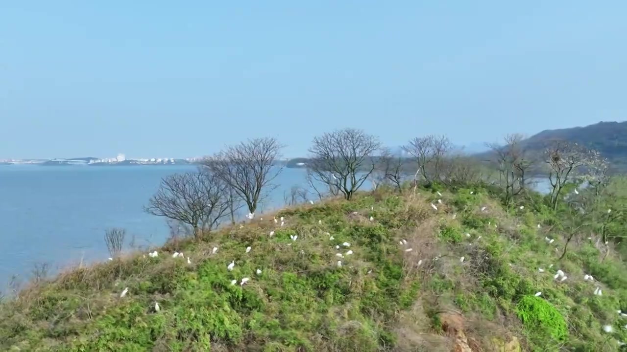 白鹭栖息航拍素材视频下载