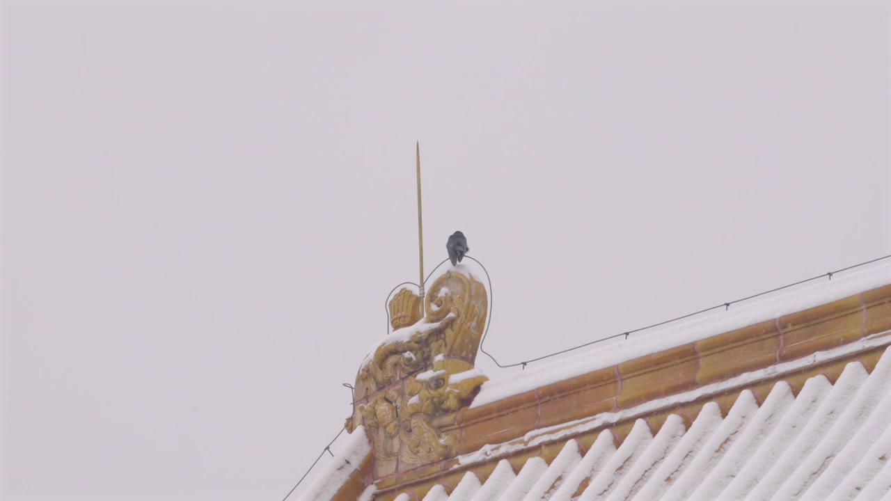 北京冬天大雪纷飞一只乌鸦站在故宫大殿屋顶脊兽上吃雪抖翅膀视频下载