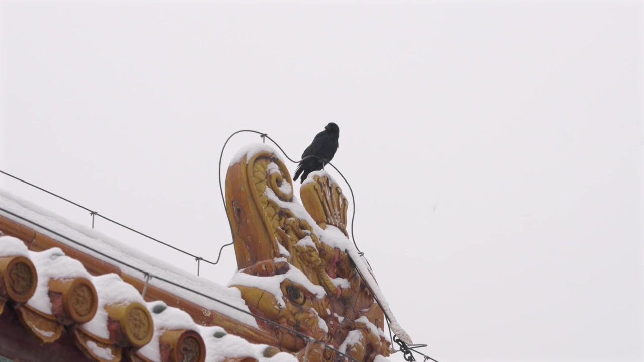 北京冬天大雪纷飞一只乌鸦站在故宫大殿屋顶脊兽上吃雪抖翅膀视频下载