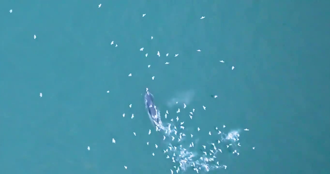 布什鲸换气视频下载