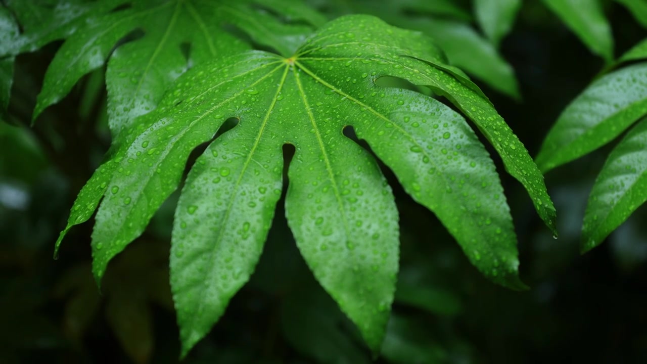 雨水滴落在绿叶上凝聚水珠视频素材