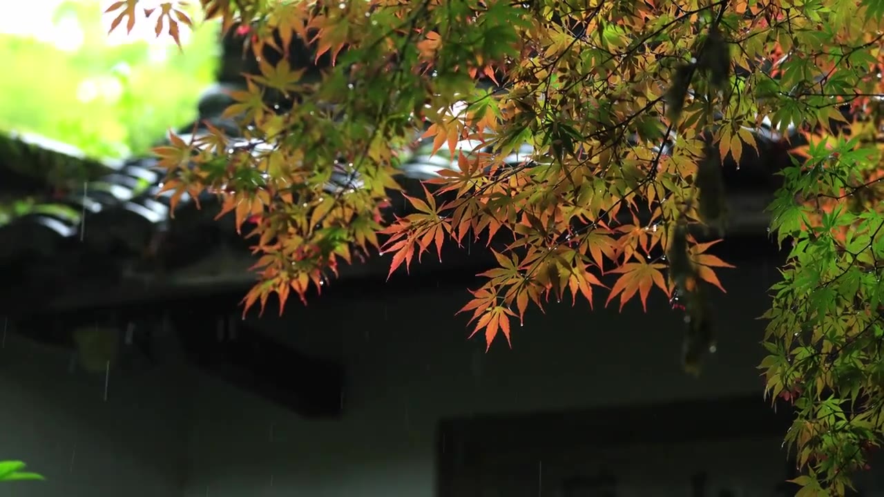 屋檐下雨中淋雨的树叶视频下载