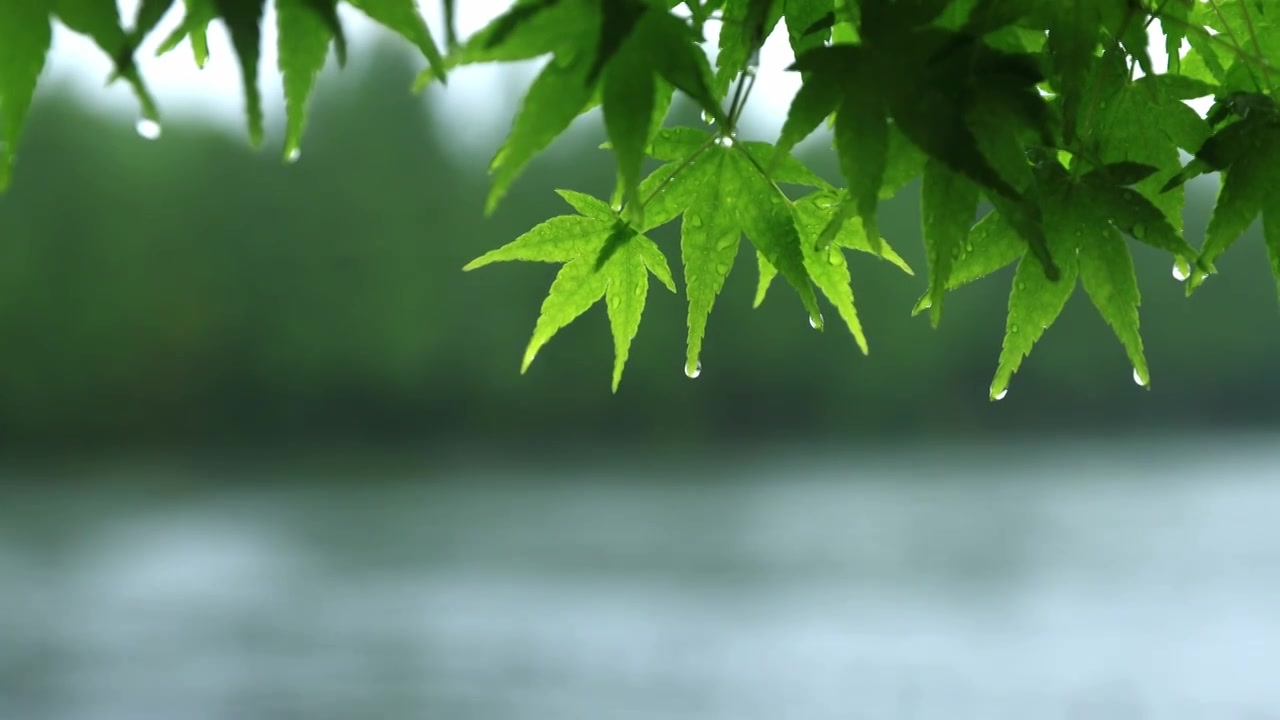 屋檐下雨中淋雨的树叶视频素材