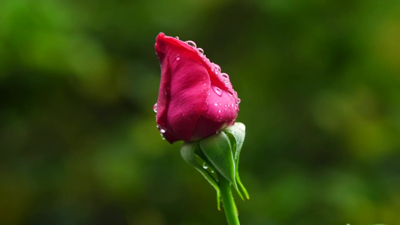 春天红色玫瑰花花蕾特写，花蕾的水滴露珠视频下载