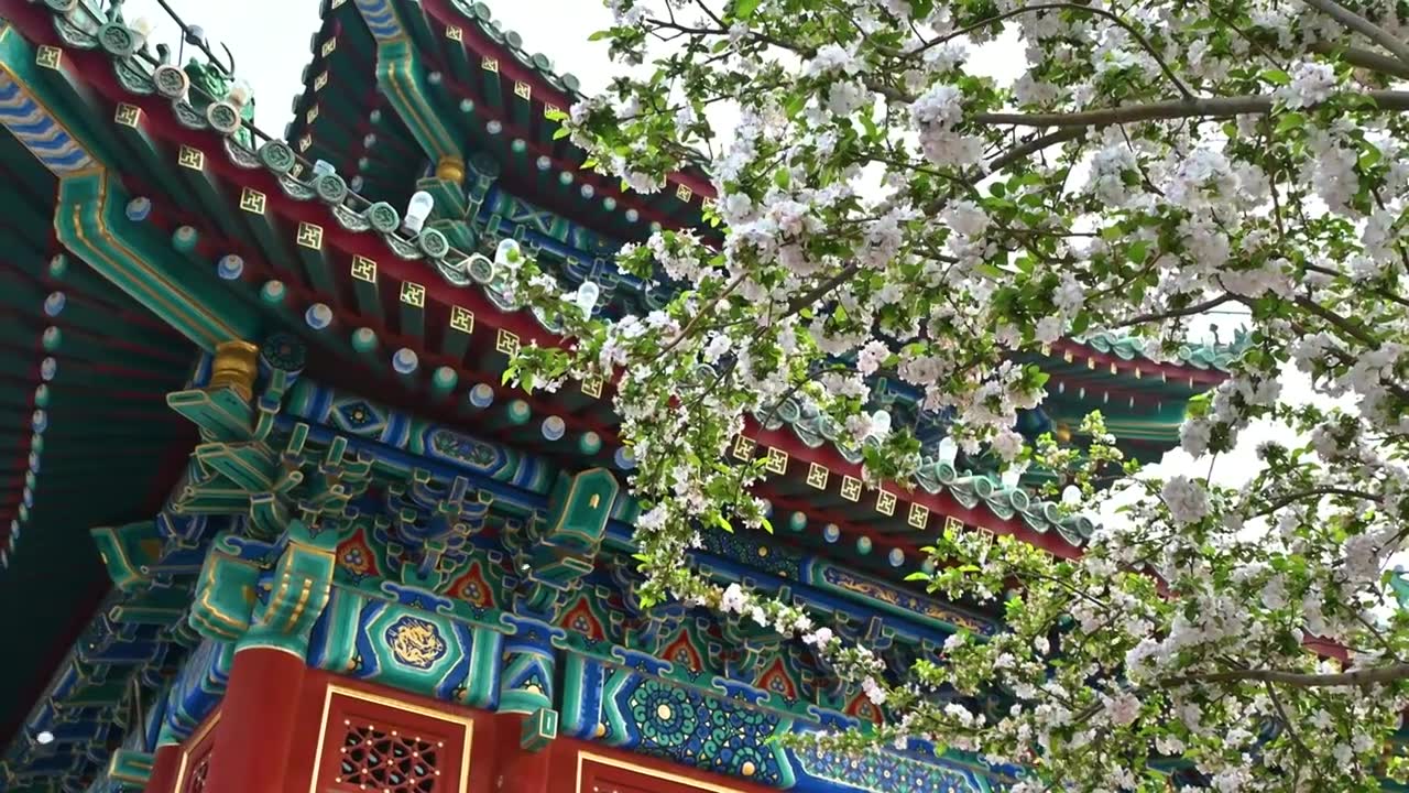 北京春天明清古建筑与凋落的海棠花特写视频下载