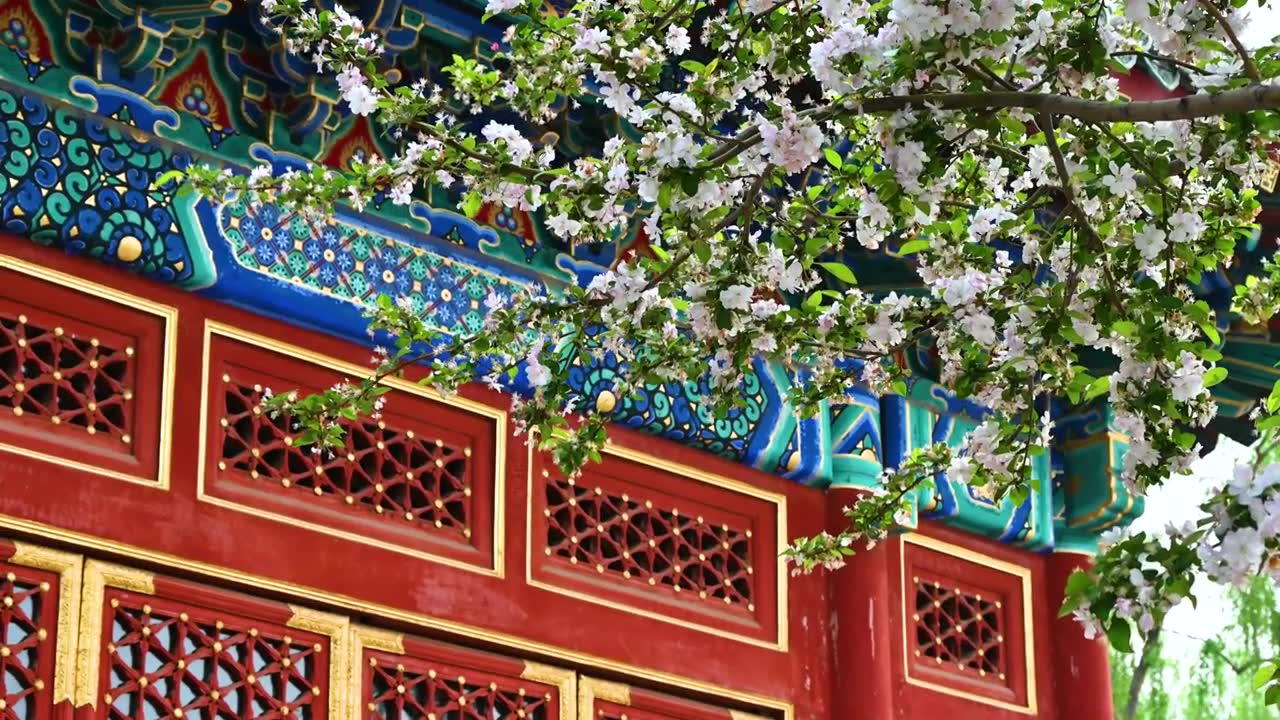 北京春天明清古建筑与凋落的海棠花特写视频素材