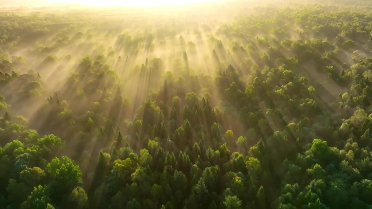 大兴安岭地区日出时飞越雾蒙蒙的森林松林云海视频下载