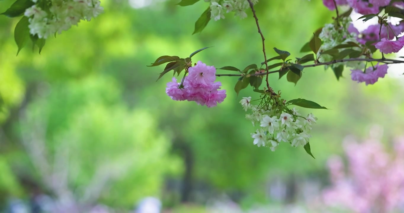 河南省洛阳市隋唐植物园春天里的牡丹花盛开视频下载
