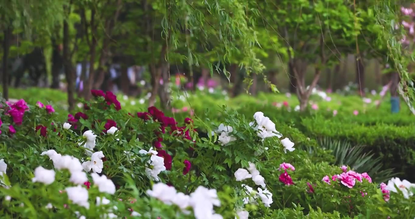 河南省洛阳市隋唐植物园春天里的牡丹花盛开视频下载
