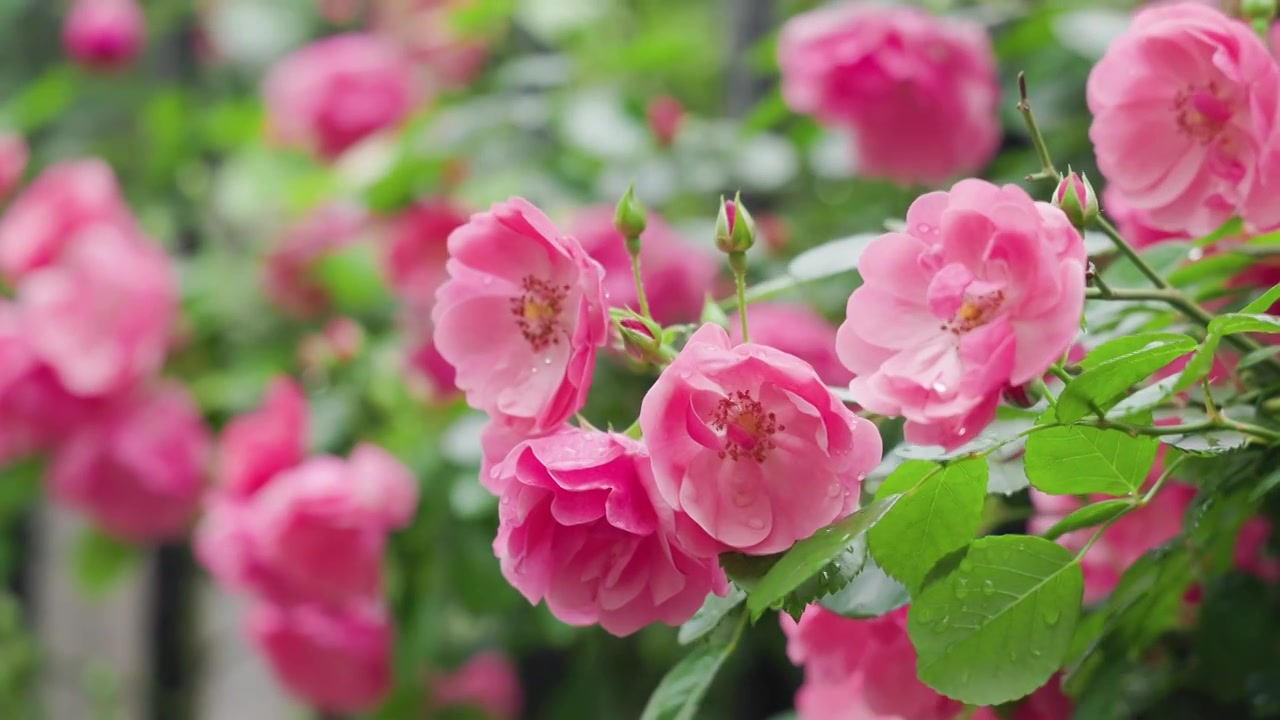 盛开的红色蔷薇花朵视频下载