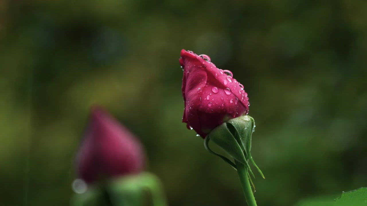 春天雨天红色玫瑰花花蕾特写，花蕾的雨滴水滴视频下载