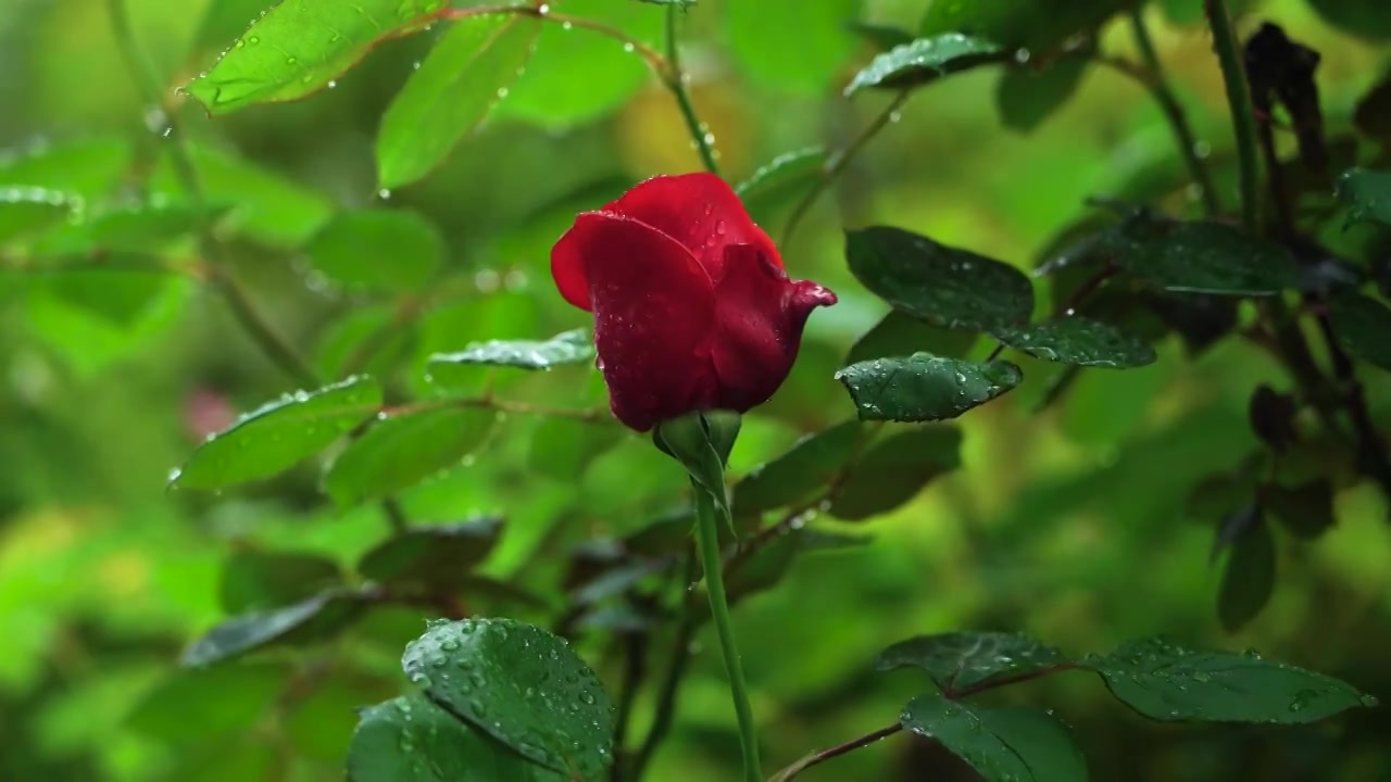 春天雨天红色玫瑰花，花朵的雨滴水滴视频下载