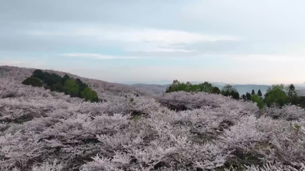 航拍贵州平坝万亩樱花园视频下载