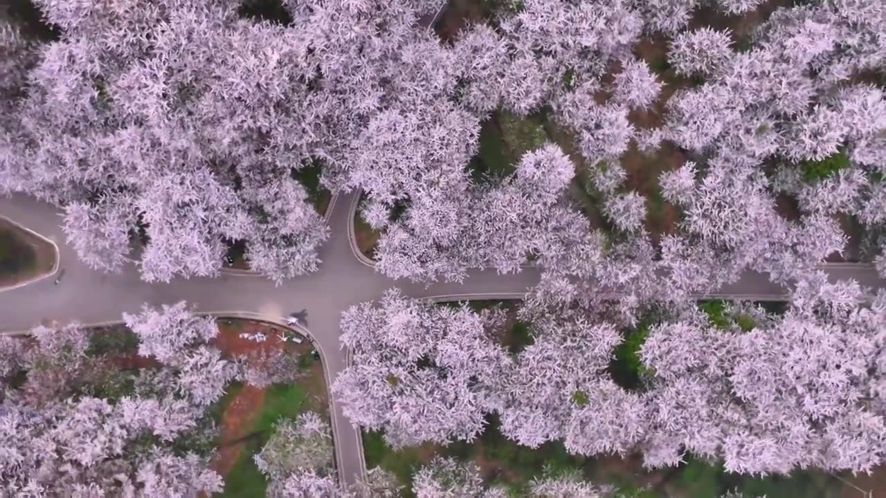 航拍贵州平坝万亩樱花园视频下载