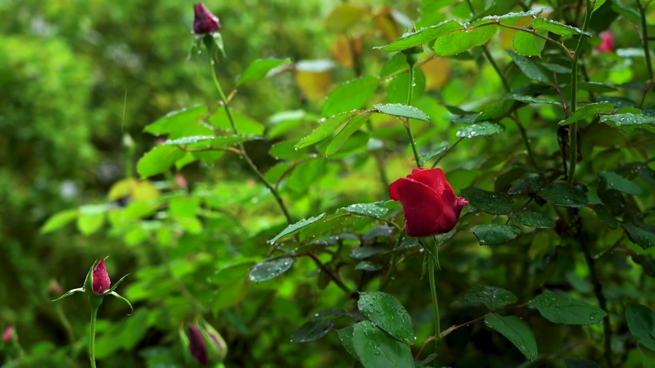 春天下雨天雨中红色玫瑰花的花朵和花蕾视频素材