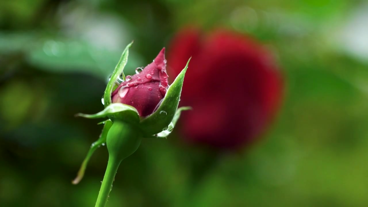春天下雨天红色玫瑰花花朵背景的花蕾特写，花蕾的雨滴水滴视频下载