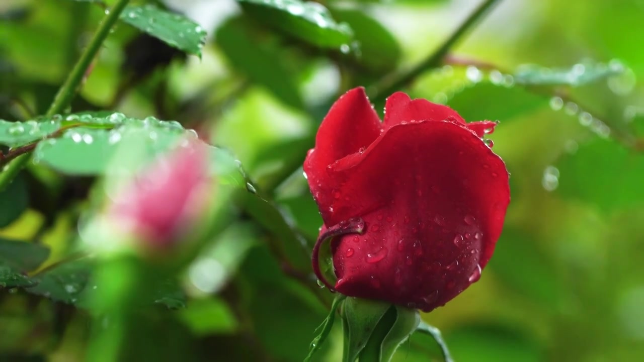 春天雨天红色玫瑰花，花朵的雨滴水滴视频素材