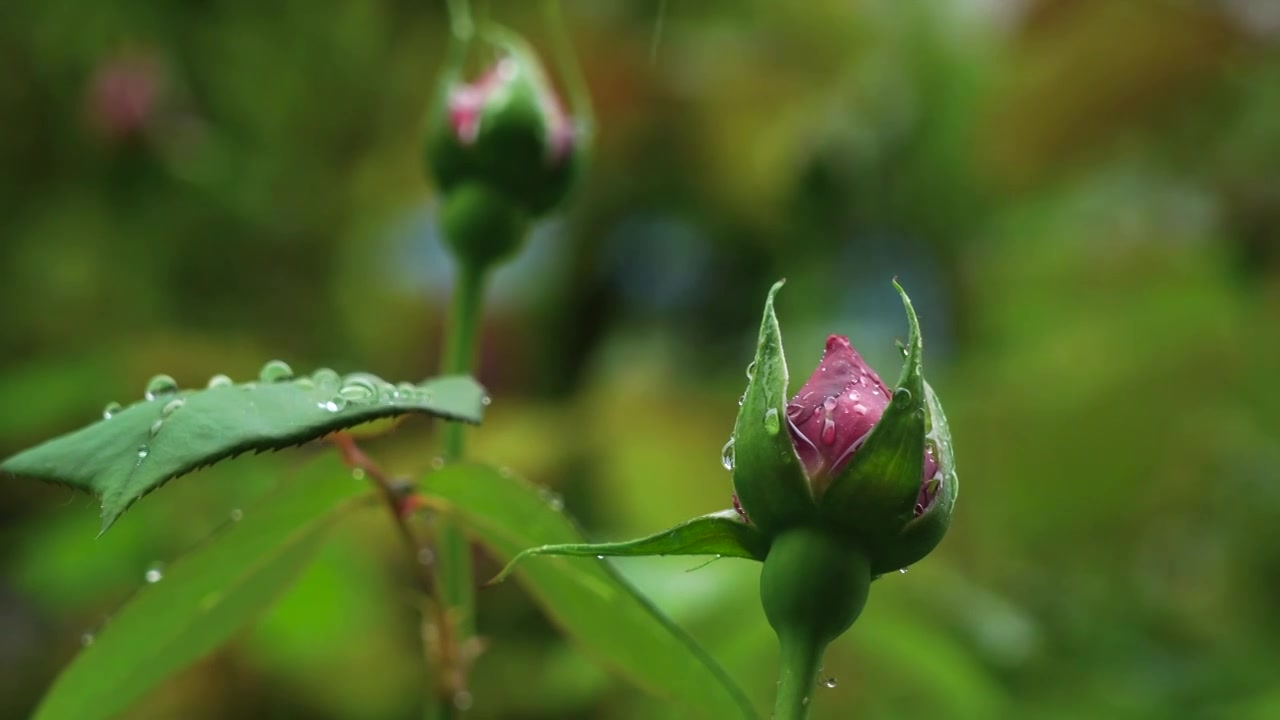 春天雨天玫瑰花花蕾特写，花蕾的雨滴水滴视频素材
