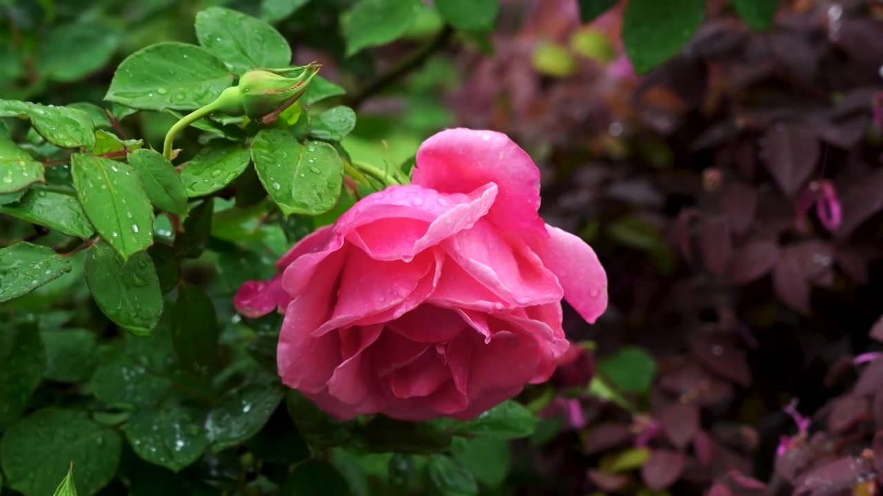 春天下雨天的玫瑰花特写，花朵的雨滴水滴视频素材