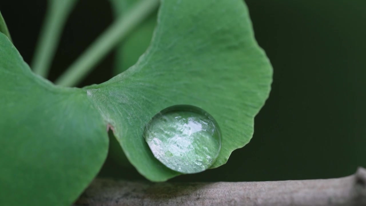 雨滴水珠落在绿色新鲜的银杏叶上视频下载