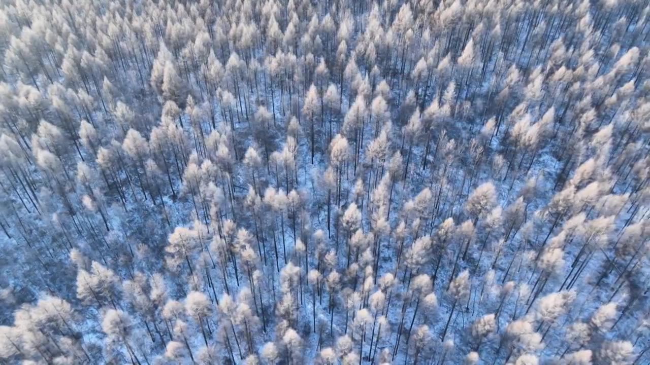 鸟瞰蓝色雪原森林红树梢视频下载