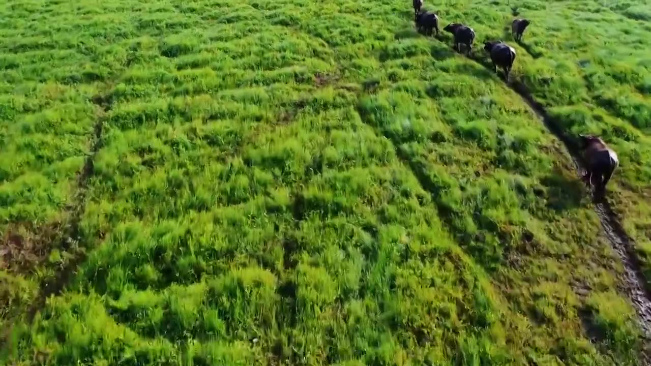 牧场里的牛视频下载