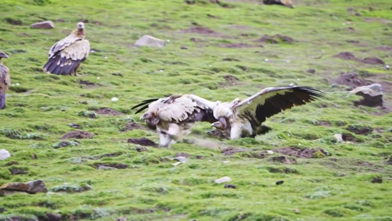 草原上的秃鹫视频下载
