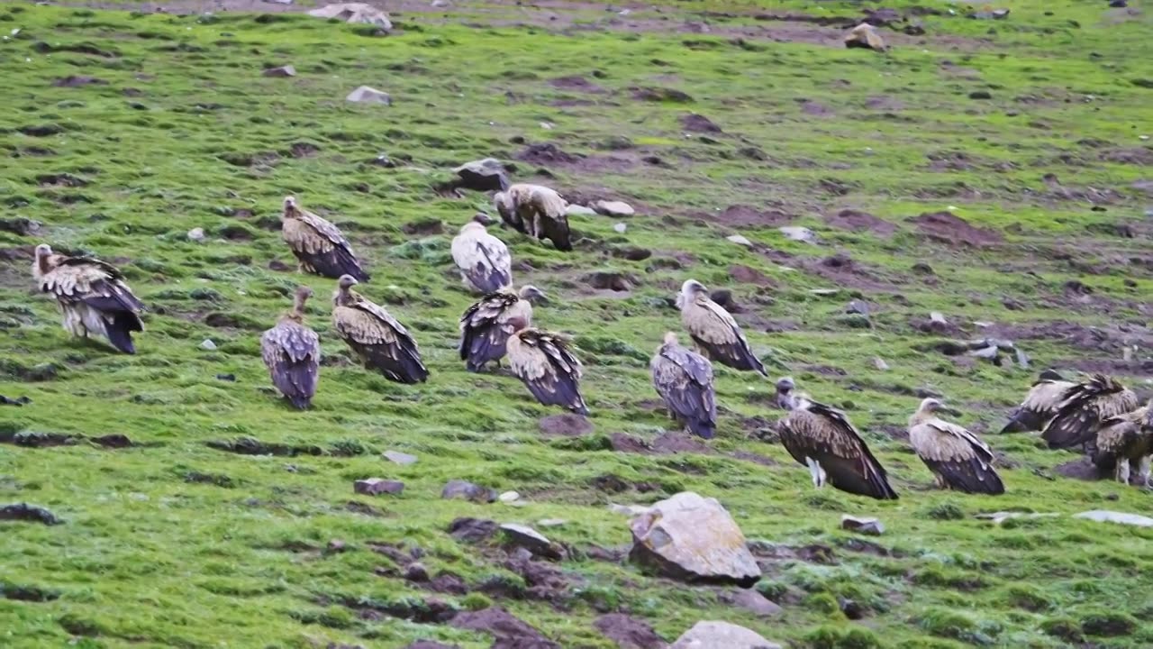草原上的秃鹫视频下载