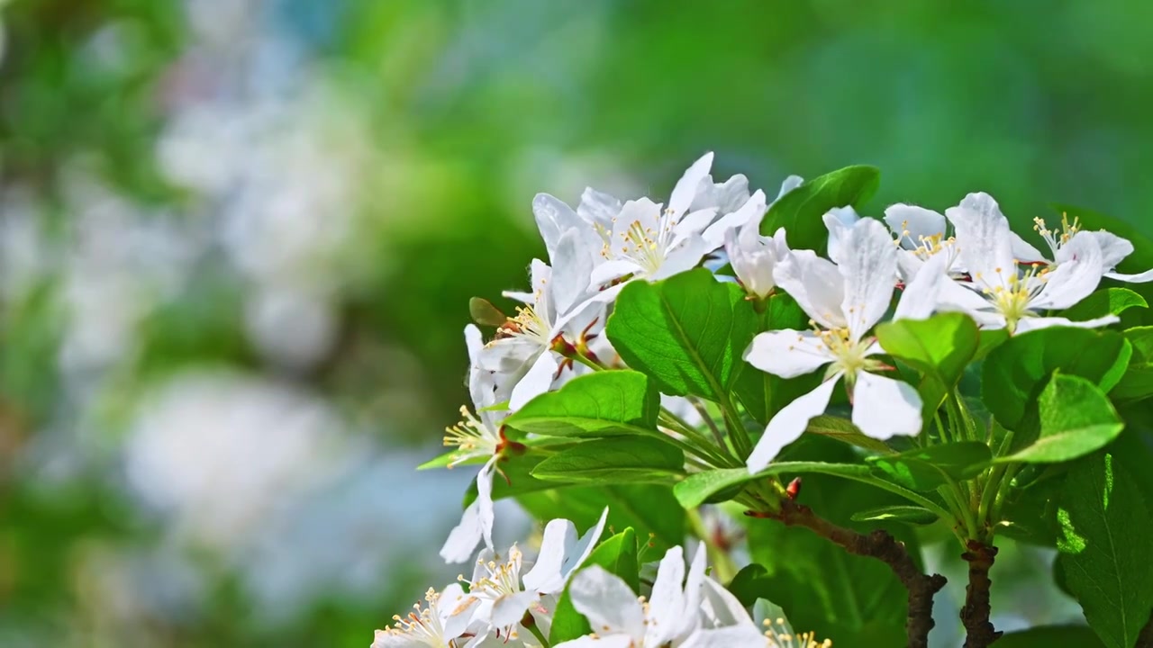 春天阳光下白色花朵上采蜜的蜜蜂视频下载
