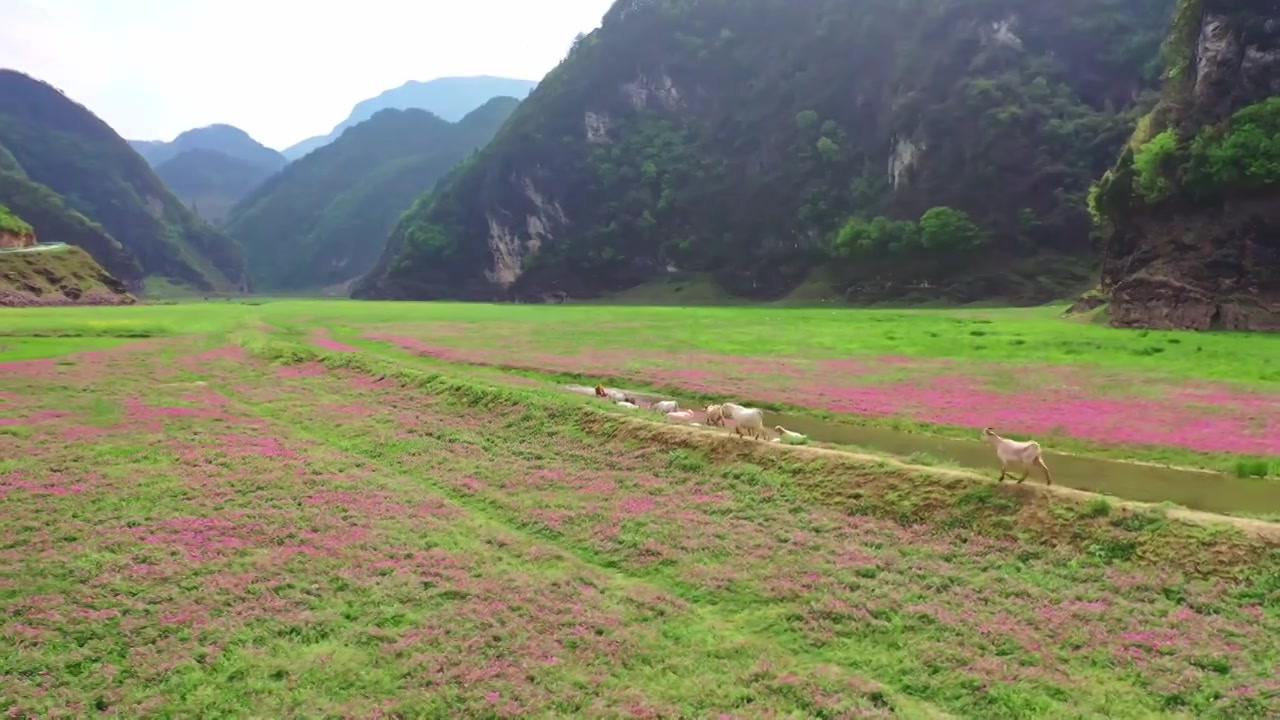 贵州春天花海河流草甸里的羊群视频下载