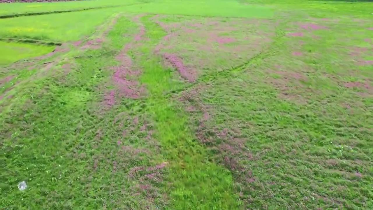 贵州春天花海草甸自然风光视频素材