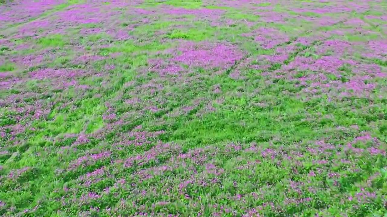 贵州春天花海草甸自然风光视频下载