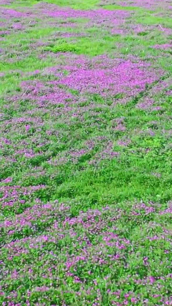 贵州春天花海草甸自然风光视频下载