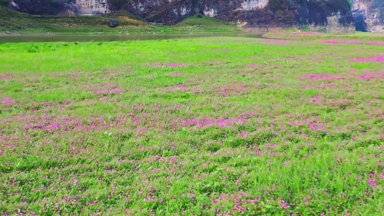 贵州春天花海草甸自然风光视频素材