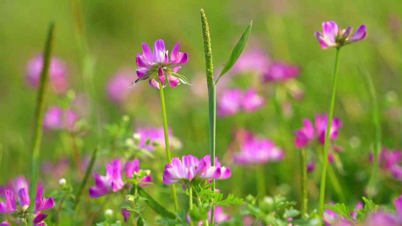 贵州春天草原上的粉色野花盛开视频下载