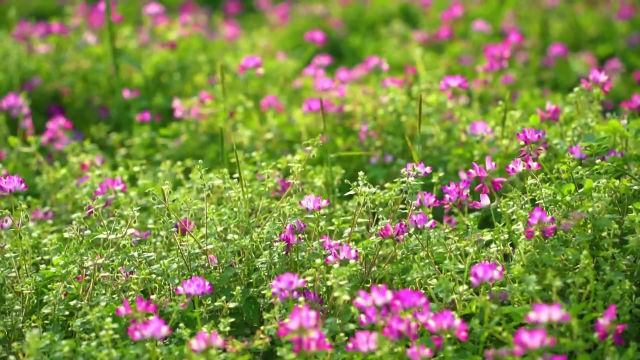 贵州春天草原上的粉色野花盛开视频下载