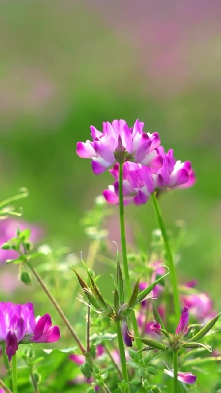 贵州春天草原上的粉色野花盛开视频素材