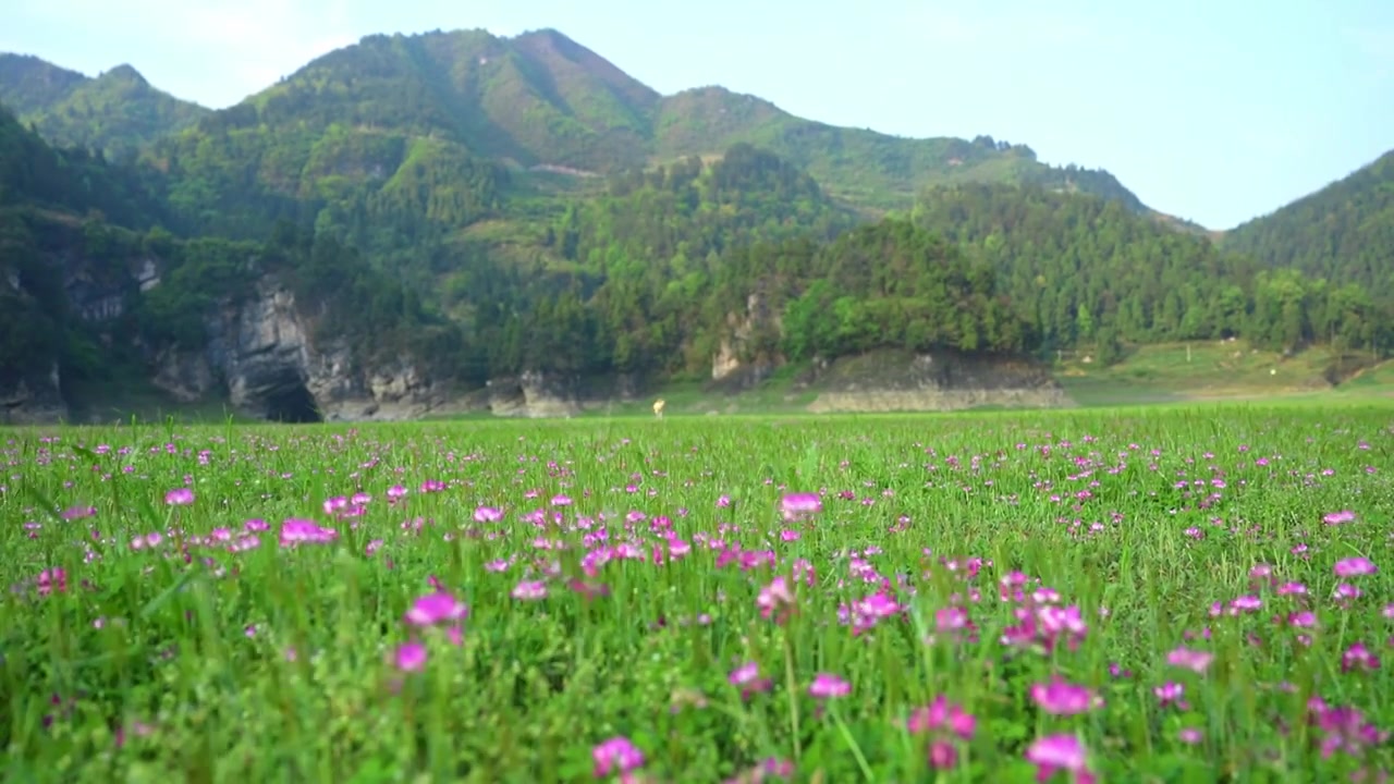 贵州春天草原上的粉色野花盛开视频素材