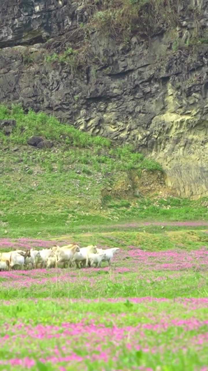 春天天然花海草甸上放羊的人视频下载