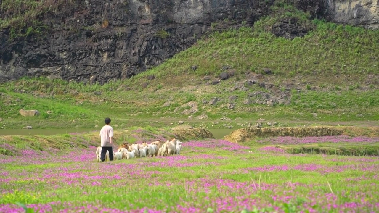 春天天然花海草甸上放羊的人视频下载